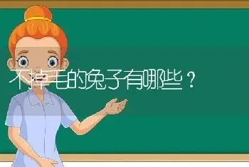 不掉毛的兔子有哪些？