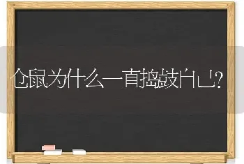 仓鼠为什么一直捣鼓自己？