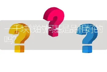 一千块钱的柯基是品相好的吗？