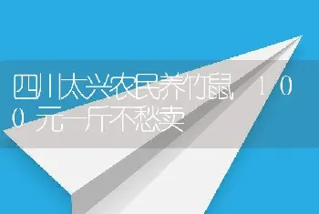 四川太兴农民养竹鼠 100元一斤不愁卖