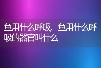 鱼用什么呼吸，鱼用什么呼吸的器官叫什么