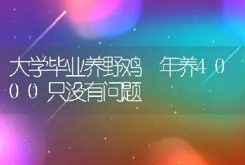 大学毕业养野鸡 年养4000只没有问题