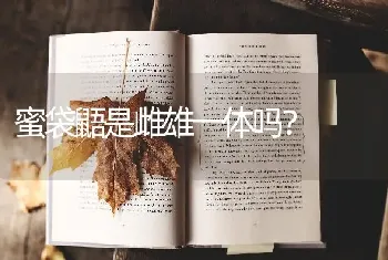 蜜袋鼯是雌雄一体吗？