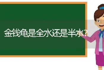 金钱龟是全水还是半水？