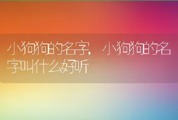 小狗狗的名字，小狗狗的名字叫什么好听