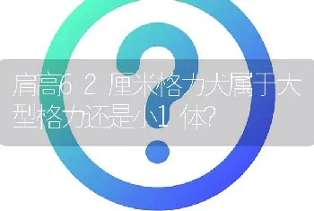 肩高62厘米格力犬属于大型格力还是小1体？