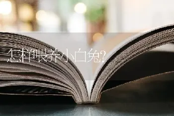 纯黑色的狼狗是什么品种？