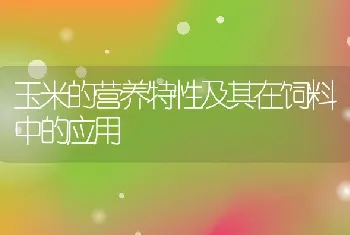 玉米的营养特性及其在饲料中的应用