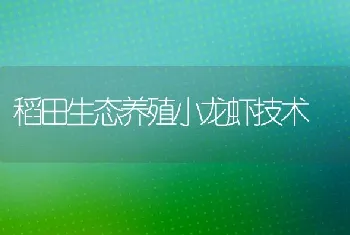 稻田生态养殖小龙虾技术