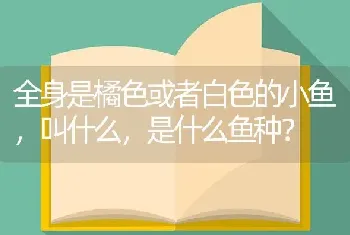 全身是橘色或者白色的小鱼，叫什么，是什么鱼种？