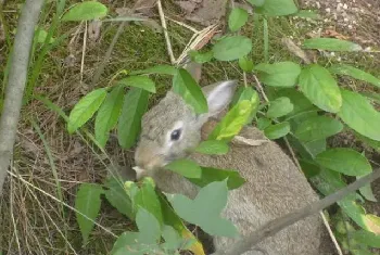 野兔秋季饲养管理方法