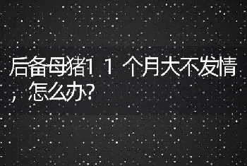 后备母猪11个月大不发情，怎么办？