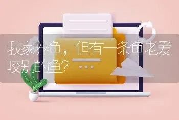 我家养鱼，但有一条鱼老爱咬别的鱼？