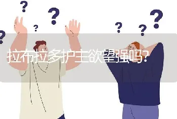 拉布拉多护主欲望强吗？