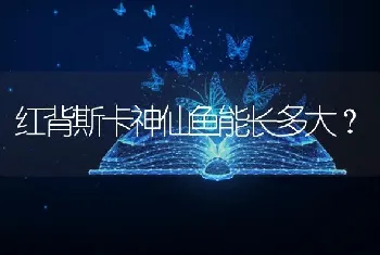 红背斯卡神仙鱼能长多大？