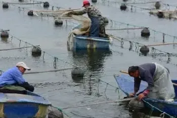 养海参赚钱吗？海参养殖前景及市场价格行情分析