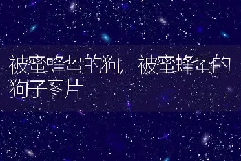 被蜜蜂蛰的狗，被蜜蜂蛰的狗子图片