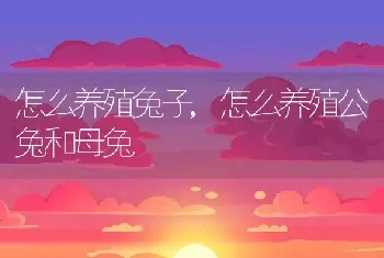 怎么养殖兔子，怎么养殖公兔和母兔