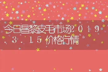 今日昌黎皮毛市场2019.3.15价格行情