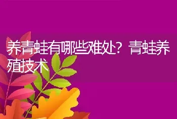 养青蛙有哪些难处？青蛙养殖技术