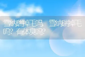 雪纳瑞掉毛吗，雪纳瑞掉毛吗？有体臭吗？