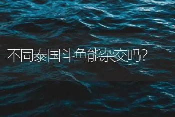 不同泰国斗鱼能杂交吗？