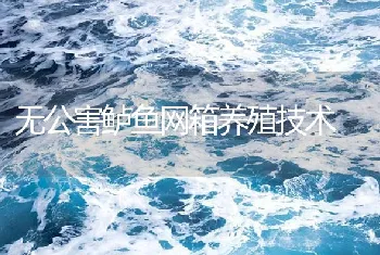 无公害鲈鱼网箱养殖技术