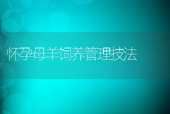 怀孕母羊饲养管理技法