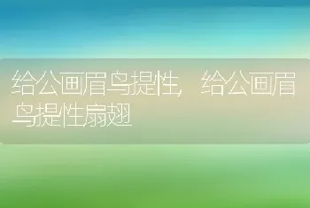 给公画眉鸟提性，给公画眉鸟提性扇翅