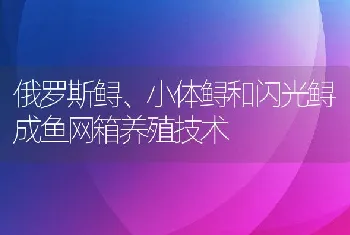 俄罗斯鲟、小体鲟和闪光鲟成鱼网箱养殖技术