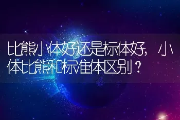 比熊小体好还是标体好，小体比熊和标准体区别？