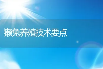 獭兔养殖技术要点