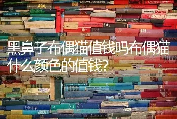 黑鼻子布偶猫值钱吗布偶猫什么颜色的值钱？