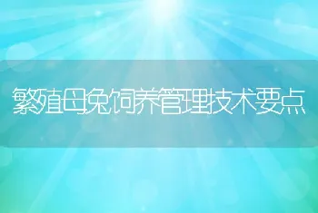 繁殖母兔饲养管理技术要点