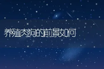 养殖肉狗的前景如何