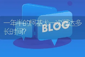 一年半的柯基犬一次溜达多长时间？