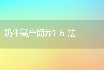 奶牛高产饲养16法