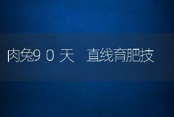 肉兔90天直线育肥技