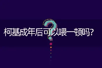 柯基成年后可以喂一顿吗？