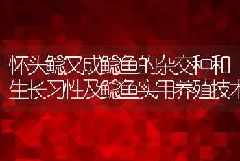 怀头鲶又成鲶鱼的杂交种和生长习性及鲶鱼实用养殖技术