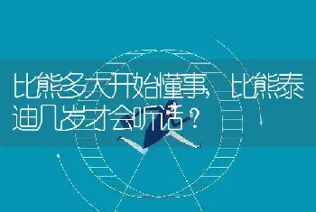 比熊多大开始懂事，比熊泰迪几岁才会听话？