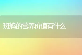 斑鸠的营养价值有什么