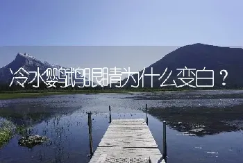 冷水鹦鹉眼睛为什么变白？