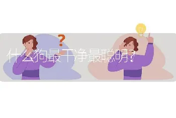 什么狗最干净最聪明？