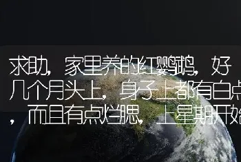 求助，家里养的红鹦鹉，好几个月头上