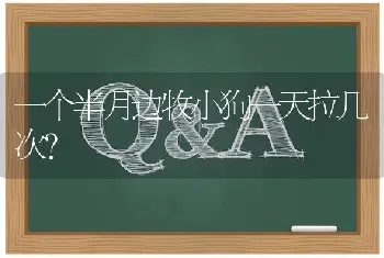 一个半月边牧小狗一天拉几次？