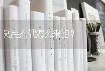 短毛布偶怎么来的？