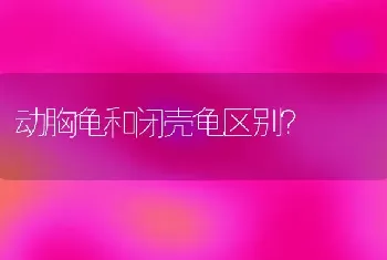 马尔济斯犬的优点及缺点？