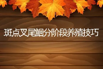 鳜鱼养殖之小瓜虫病防治技术