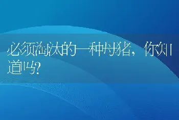 必须淘汰的一种母猪，你知道吗？